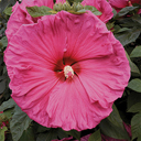 Hibiscus 'Jazzberry Jam'